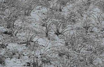 Fındıkta zirai don tehlikesi devam ediyor