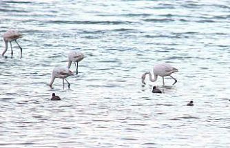 Flamingolar Van Gölü Havzası’na geri döndü