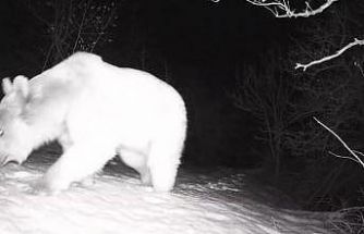Fotokapana yansıyan yaban hayatı hareketliliği