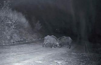 Ganos Dağları’nda domuz sürüsünün kavgası kameraya yansıdı