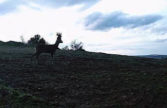 Ganos Dağları’nda karacalar fotokapana yakalandı