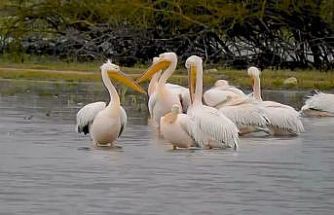 Göç eden pelikanlar Bursa’da mola verdi