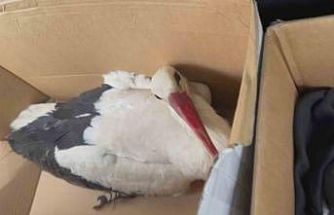 Göç yolundaki leyleklere av tüfeğiyle ateş ettiler