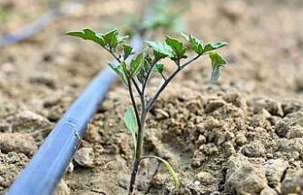 Gördes’te 73 bin domates fidesi toprakla buluşuyor