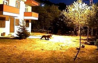 Gümüşhane’de alarm sesine aldırış etmeyen iki ayı görüntülendi