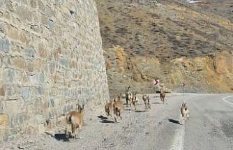 Gümüşhane’de yaban keçileri yavrularıyla birlikte görüntülendi