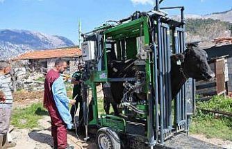 Gündoğmuşlu üreticilerin büyükbaş hayvanlarına tırnak bakım desteği