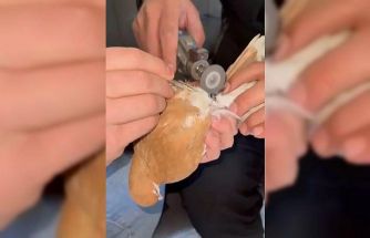 Güvercinin ayağına dolanan demir bilezik itfaiye ekibince çıkartıldı