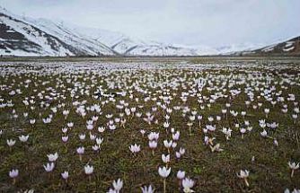 Güzeldere Vadisi bahar çiğdemleriyle süslendi