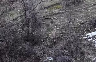 Hasköy’de tilkilerin dron ile imtihanı