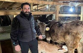 Hasta doğan buzağıları buhar makinesiyle hayata bağlıyor