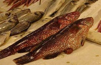 Hint Okyanusu’na özgü ‘portakal benekli lagos’ Mersin’de tezgaha çıktı