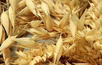 Hüyük’te yulaf üretimine demonstrasyon desteği