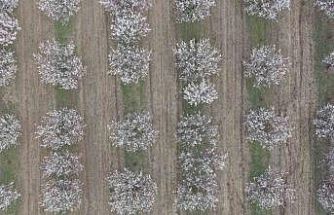 Iğdır’da kayısı ağaçları çiçek açtı, ova beyaza büründü