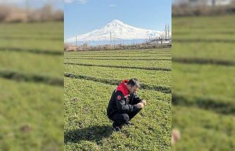 Iğdır’da yonca tarlalarında yonca hortumlu böceği ile mücadele