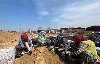 İki kardeşten üzüm fidanında büyük başarı