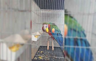 İpsala Sınır Kapısında kaçak papağan girişimi