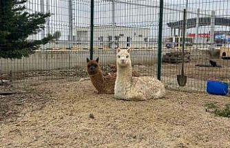 İpsala Sınır Kapısı’nda minibüste cins hayvanlar ele geçirildi