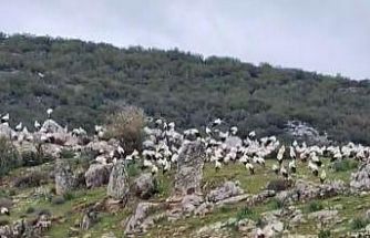 İslahiye’de leylek akını