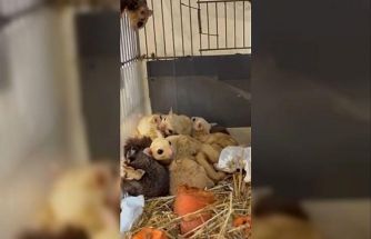 Isparta’da 33 şeker planörü ve 2 Arap tavşanı ele geçirildi