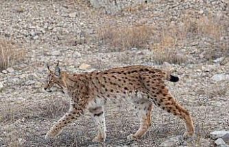 IUCN kırmızı listesinde yer alıyor: ’Ormanın hayaleti’ en net haliyle görüntülendi