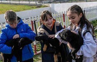 İzmir’de 2 bin 300 patili yuva bekliyor