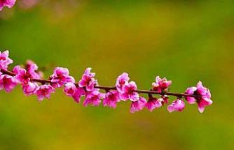 İznik Ovası’nda bahar şöleni : Şeftali bahçeleri kartpostallık görüntüler oluşturdu