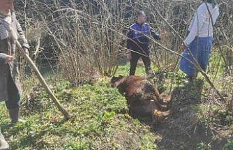 Kanala düşen ineği zabıta kurtardı