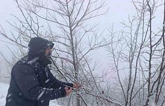 Kar altında kalan fındık bahçeleri, üreticileri tedirgin ediyor