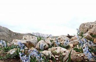 Kar altından çıkan kaya sümbülü görsel şölen sunuyor