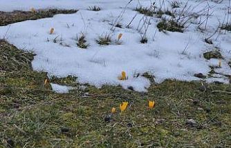 Kar ve çiçek açan çiğdemler yan yana