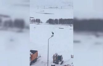 Kar ve soğuğa rağmen elektrik direğinde ayakta duran Leylek dikkat çekti