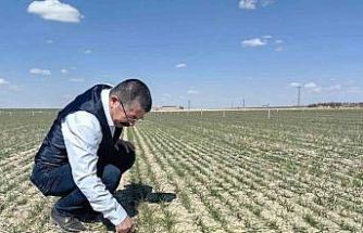 Karapınar’da hububat ekili alanlarda gelişim iyi