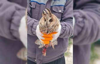 Karapınar’da yaralı baykuş tedaviye alındı