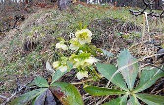 Karlar eridi, dereler coştu: Çiçekler açtı