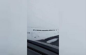 Karlı arazide ilerleyen domuz sürüsü görüntülendi