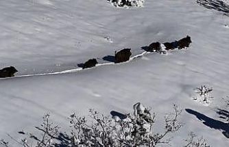 Karlı arazide ilerleyen domuz sürüsü havadan görüntülendi