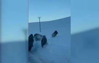 Karlı köy yolundaki domuz sürüsü kamerada