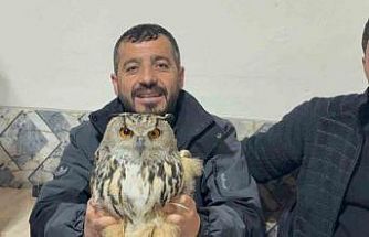 Kars’ta yaralı puhuya şefkat eli