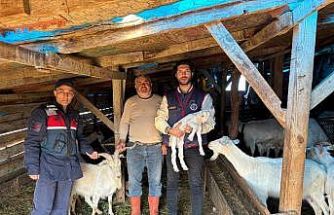 Kaybolan 50 küçükbaş hayvan dron destekli aramayla bulundu