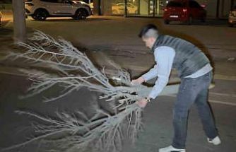 Kaza sonrası cam ve plastik parçalarıyla dolan yolu vatandaş kırılan ağaçla böyle temizledi