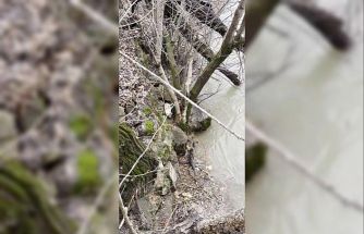 Kedi ile su samurunun saklambaç oyunu kameraya yansıdı