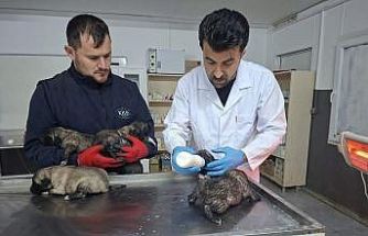 Kilis’te 6 köpek yavrusu yangından kurtarıldı