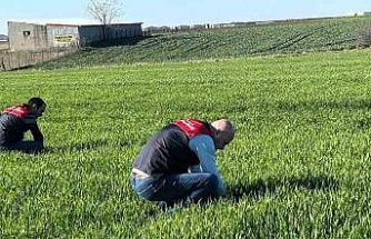 Kırklareli’de tarım arazilerinde denetim: Kanola ve hububat ekilişleri incelendi