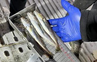 Kırklareli’nde su ürünleri nakil araçlarına sıkı denetim