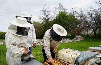 Kış uykusundan uyanan arılar Erzincan’da yeni sezona hazırlanıyor