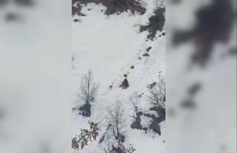Kış uykusundan uyanan ayıların kar keyfi
