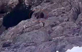 Kış uykusundan uyandı, kar üstünde yiyecek aradı