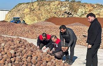 Koçarlı’da Çam Fıstığı işleme tesisindeki çalışmalar yerinde incelendi