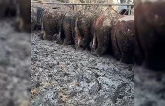 Konya’da sosyal medyaya yansıyan hayvancılık işletmesi görüntülerine inceleme